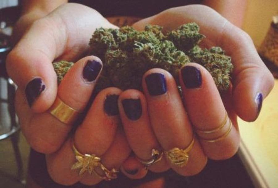 Quelles sont les fleurs de CBD les plus puissantes ?