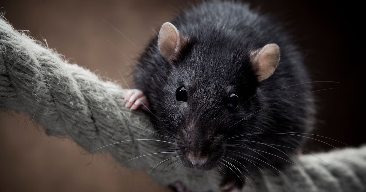 Rêver de rat : c’est quoi ce symbolisme