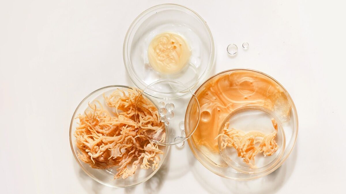 Qu’est-ce que la mousse de mer (mousse d’Irlande) ?  Un guide scientifique complet