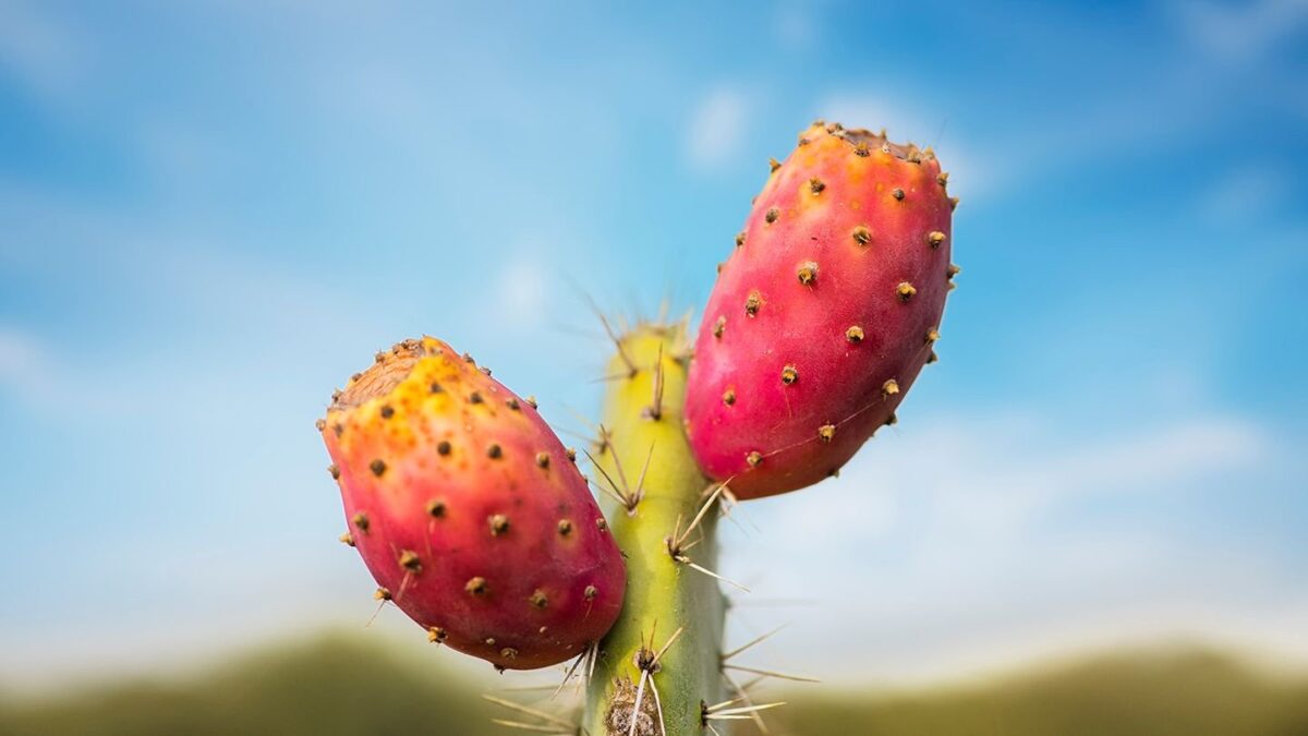 L’eau de cactus est-elle bonne pour vous ?