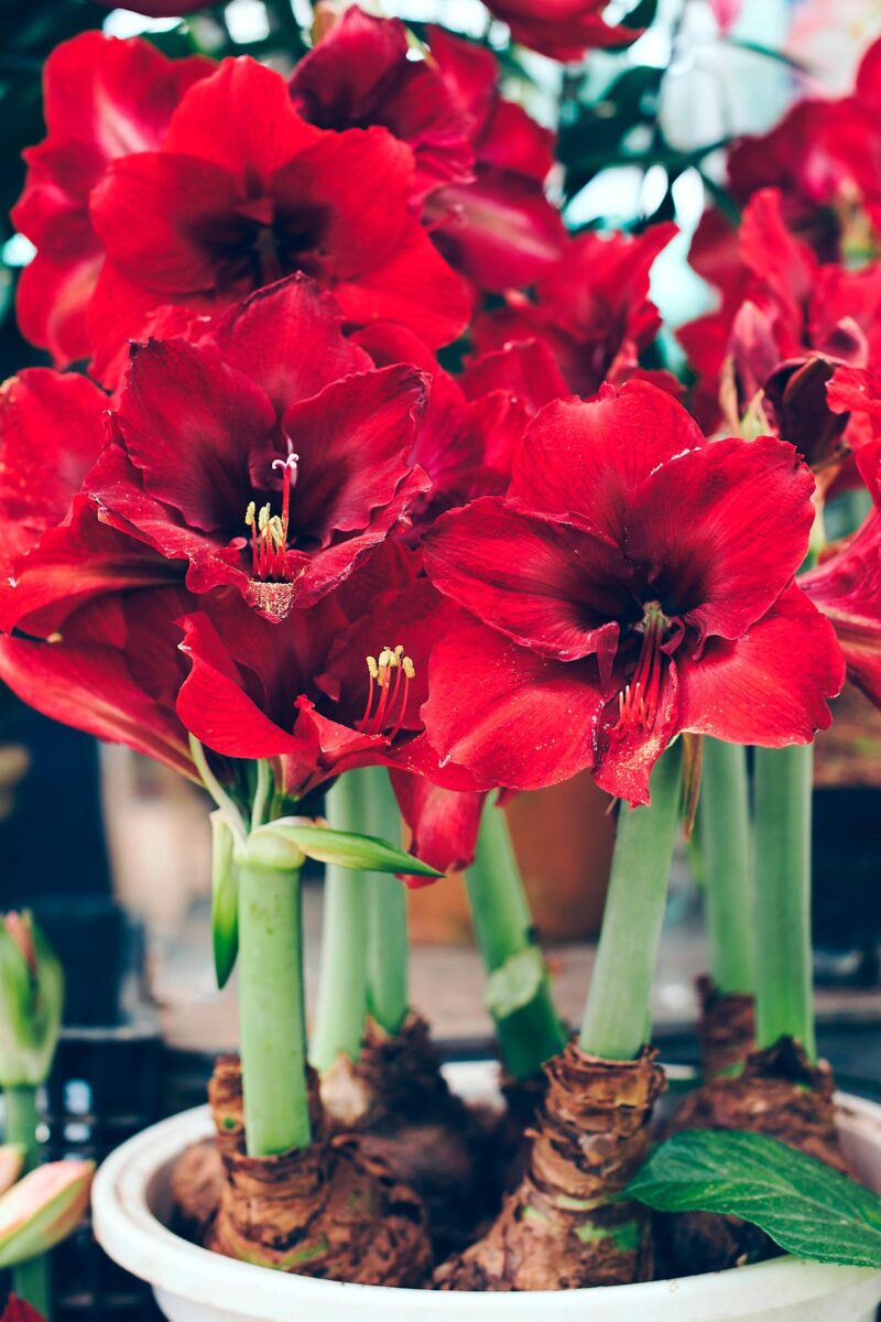 Comment faire refleurir un amaryllis en pot