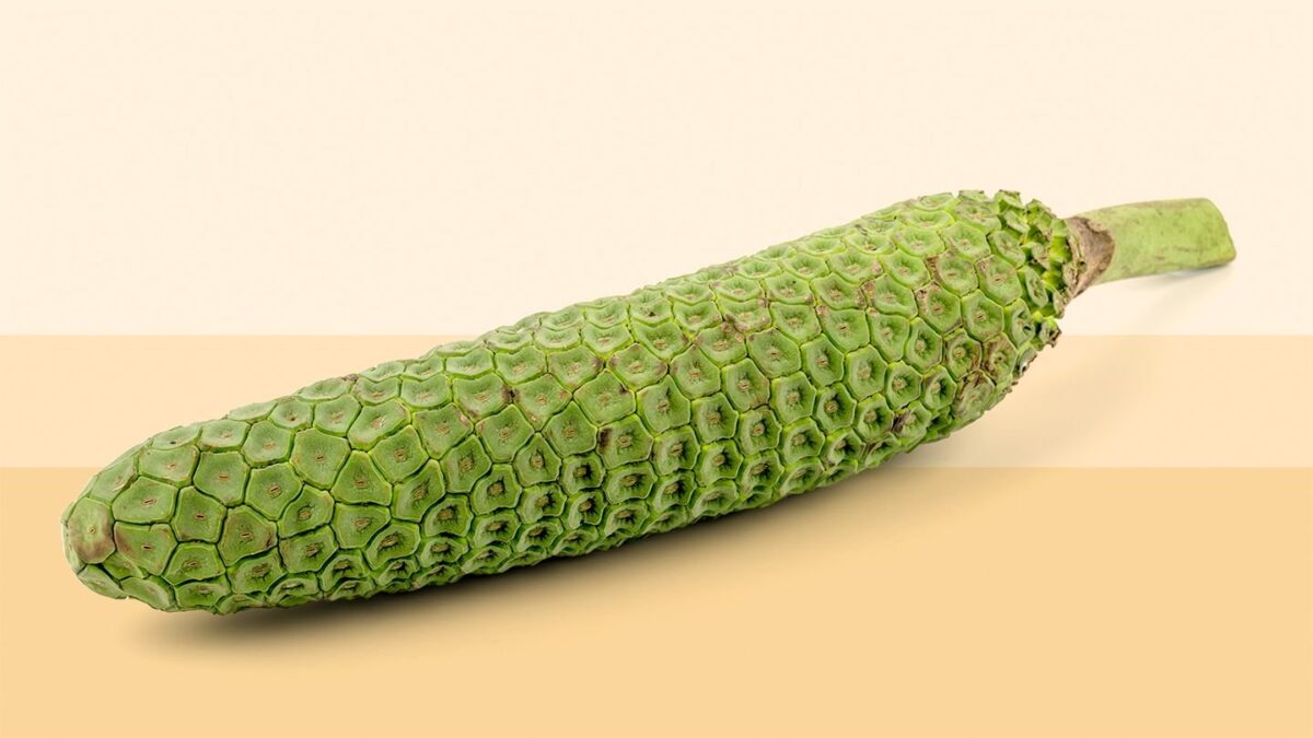 Ce que vous devez savoir sur Monstera Deliciosa, la plante « salade de fruits »