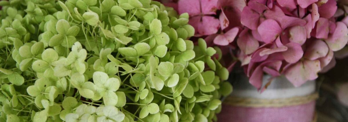 Comment faire sécher des hortensias