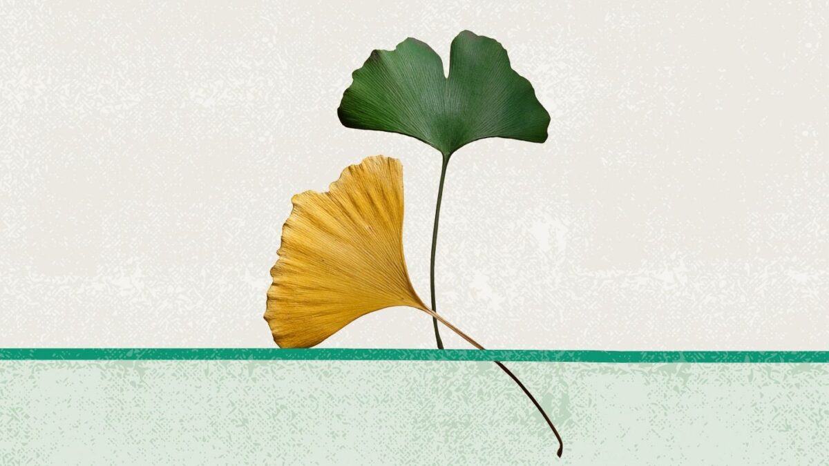 Tout ce que vous devez savoir sur le Ginkgo Biloba