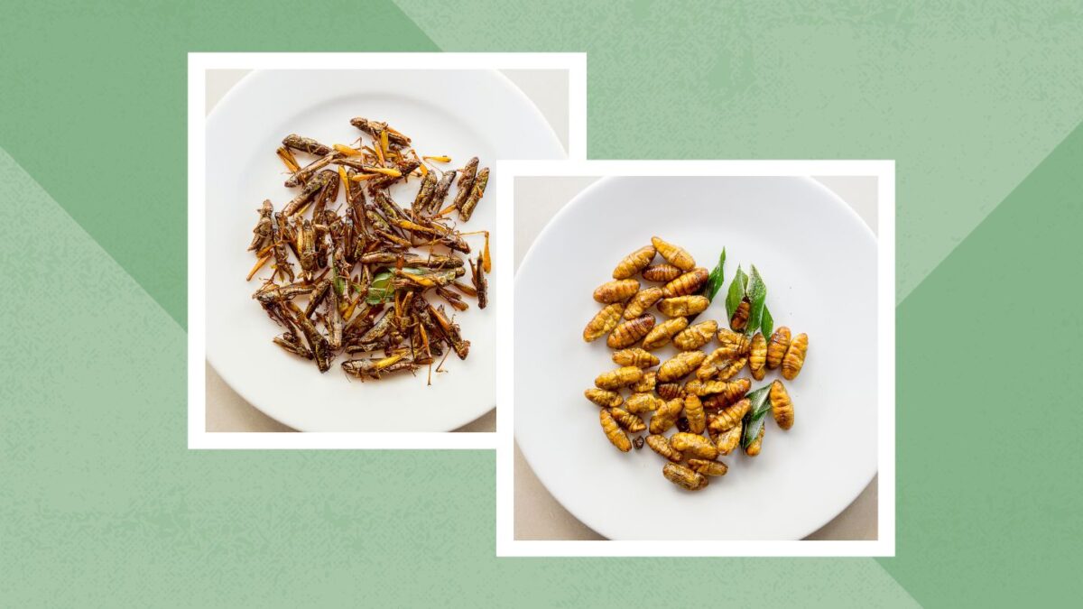 Insectes comestibles : un guide scientifique