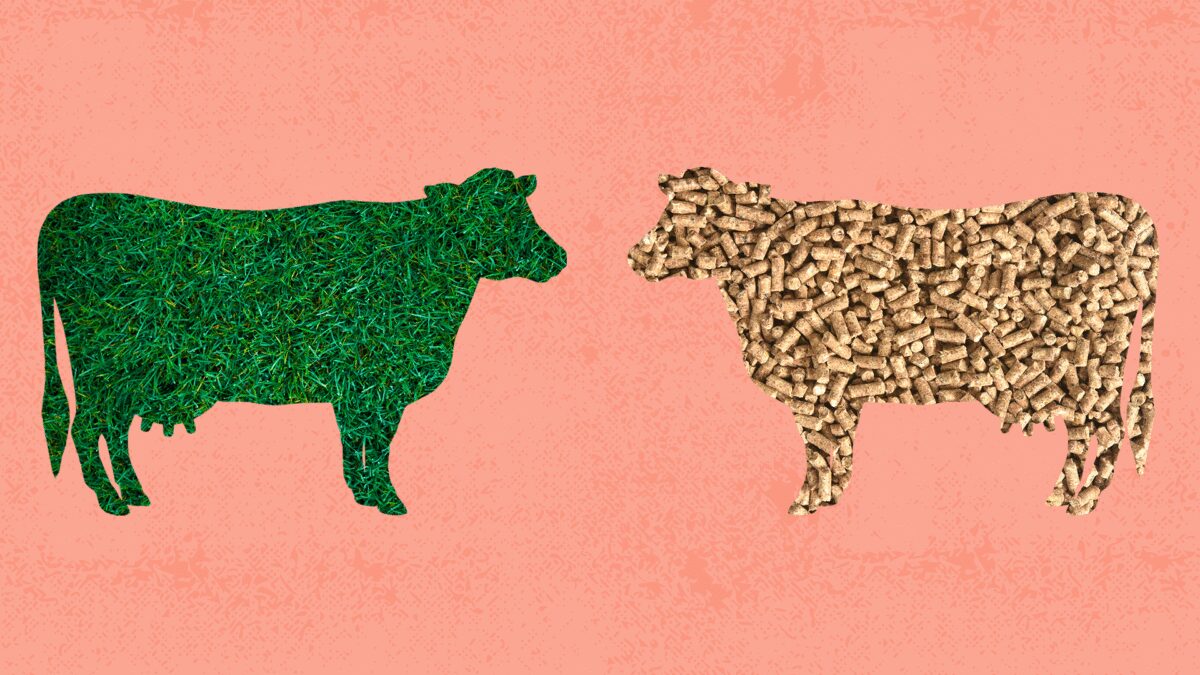 Beurre nourri à l’herbe vs beurre ordinaire : quelle est la différence ?