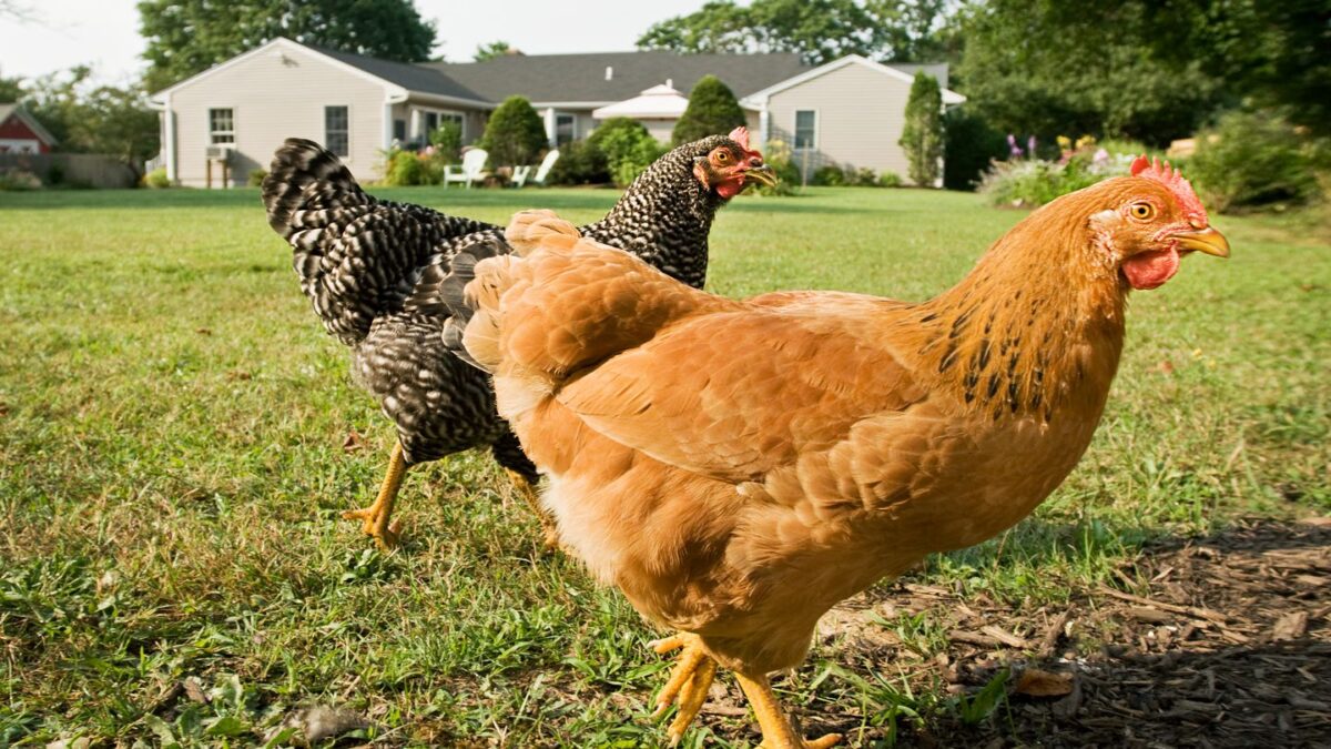 Vous voulez élever des poulets pour économiser sur les œufs ?  Un RDN sur tout ce que vous devez savoir