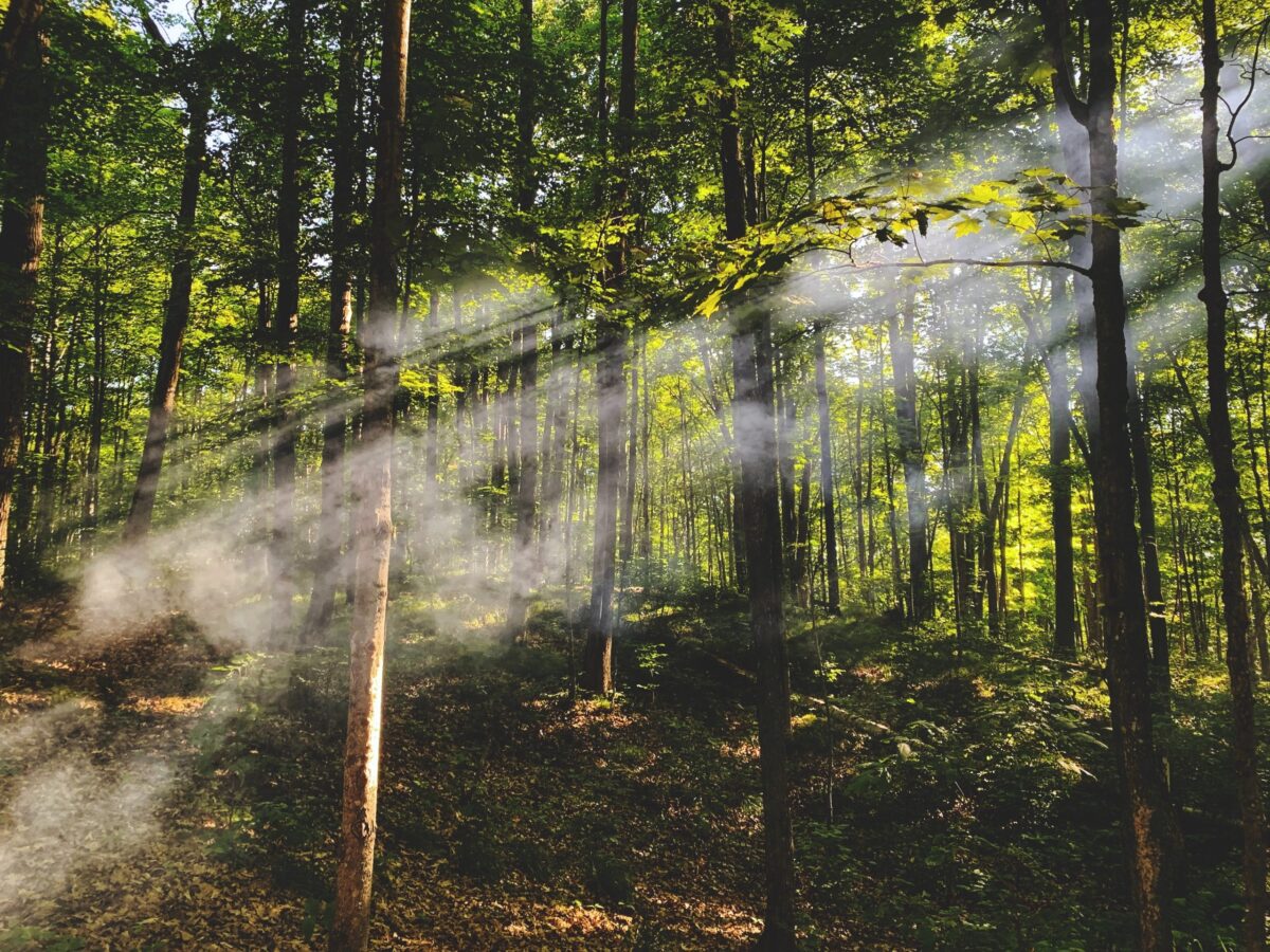 IFI Zen Can : Le secret d’une relaxation profonde ?