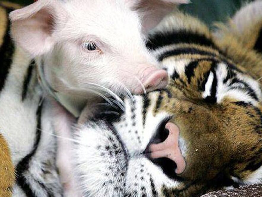 Le Lait de Tigre: Mythe ou Panacée Spirituelle?