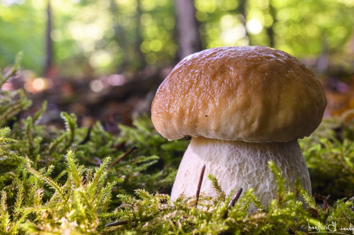Omelette aux cèpes: Une plongée aromatique et spirituelle dans la forêt
