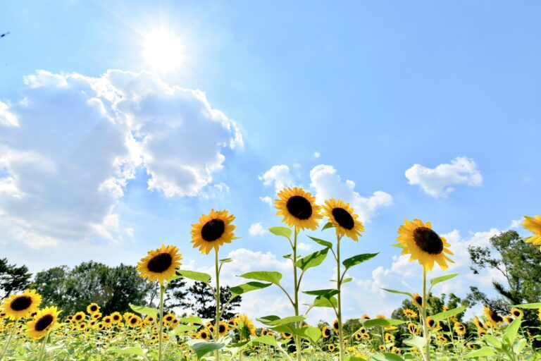 découvrez toute la beauté des tournesols avec notre sélection de produits et d'articles sur le thème des tournesols. profitez de l'éclat du soleil dans votre quotidien avec nos magnifiques créations inspirées par les tournesols.