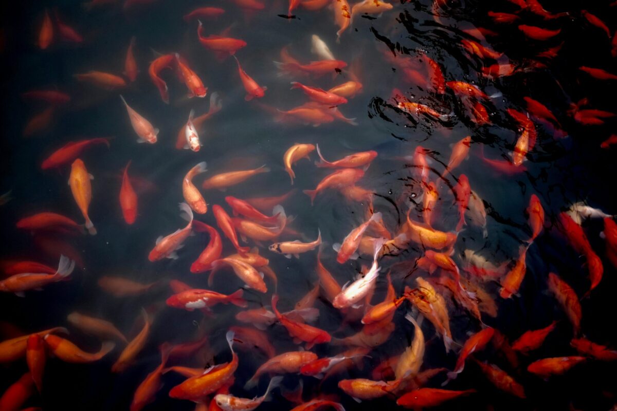 découvrez tous nos conseils et techniques pour la pêche à la carpe, des appâts aux montages, pour un plaisir de pêche inégalé.