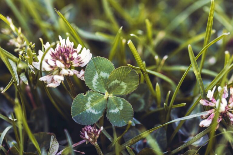 découvrez la signification de la chance et comment l'attirer dans votre vie grâce à nos conseils, astuces et réflexions sur le concept de luck.