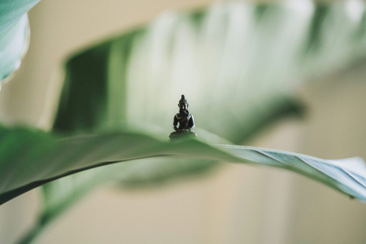 découvrez l'univers zen et apaisant de tiki-zen, une expérience unique de relaxation et de bien-être.