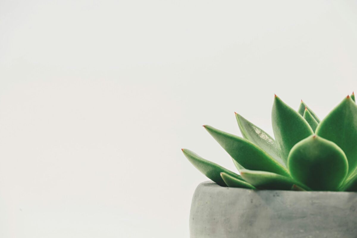 découvrez la sérénité et la détente avec notre gamme de produits zen pour une vie équilibrée et harmonieuse.