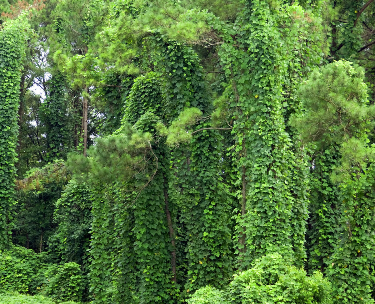 Kudzu et Sevrage Tabagique : La Plante Miraculeuse pour Arrêter de Fumer ?