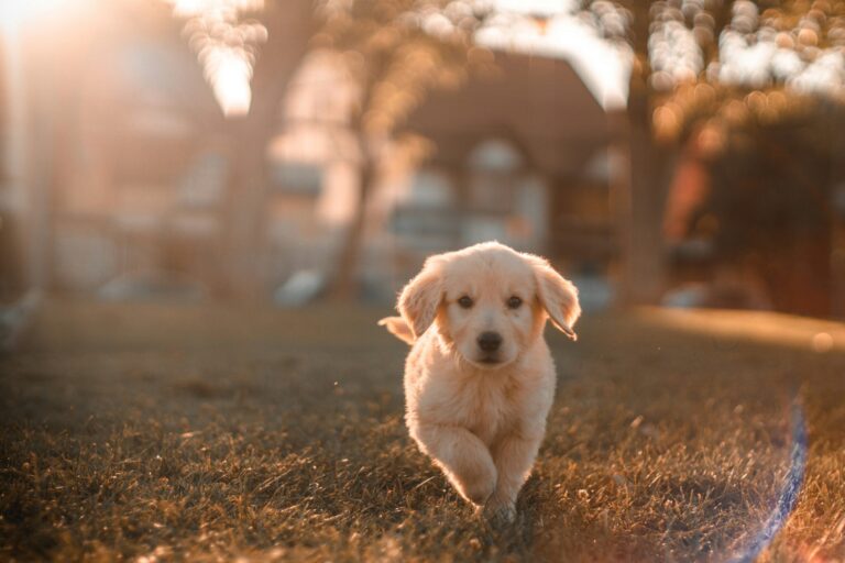 découvrez tout sur les chiens : races, comportement, soins, conseils, et plus encore avec notre guide complet sur les chiens.