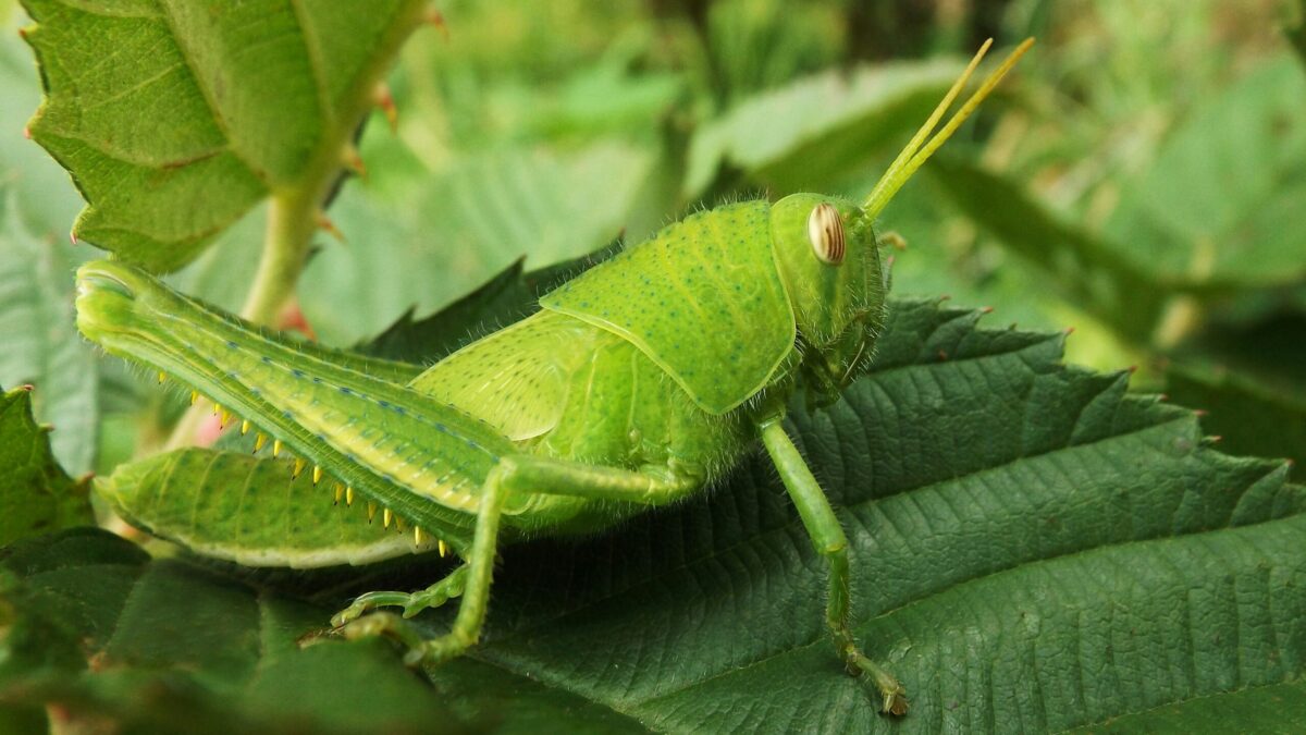 découvrez tout ce que vous devez savoir sur les sauterelles avec notre guide complet sur les grasshoppers. apprenez-en plus sur leur habitat, leur alimentation et leur comportement.