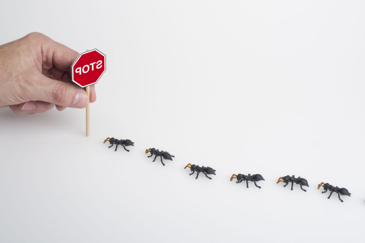 Comment se débarrasser des fourmis spirituellement : méthodes naturelles et énergétiques