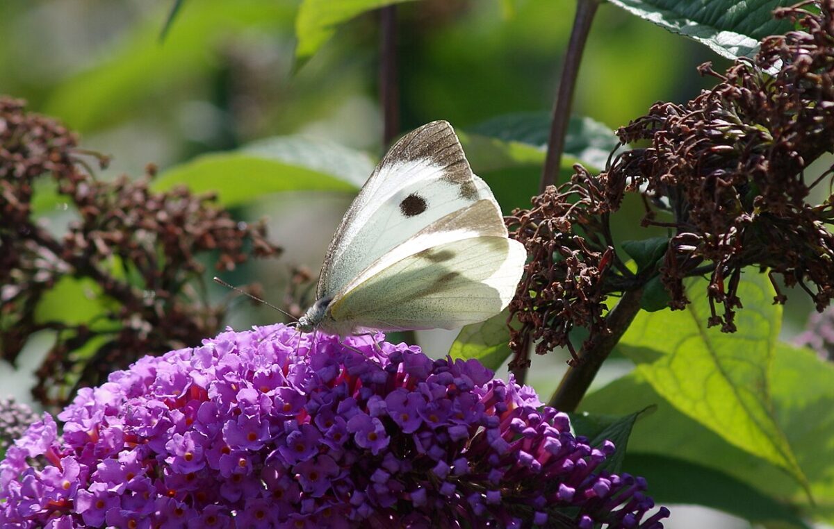 papillon blanc