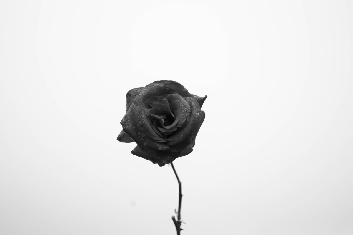 rose noire élégante